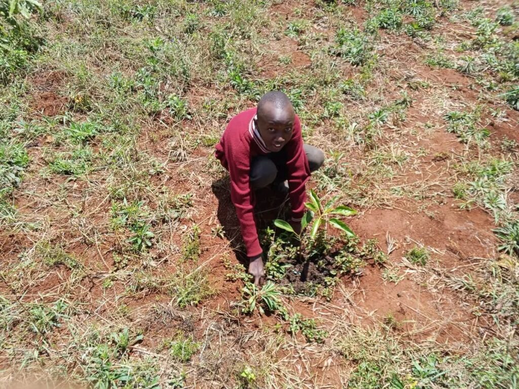 OASIC SACCO achievements and milestones showcased through a tree-planting initiative with Gathugu Comprehensive School featuring Hass avocado trees for environmental conservation and future income opportunities